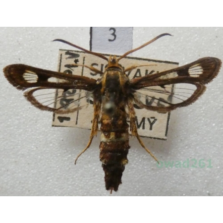 Chamaesphecia palustris Kautz, 1927 Przeziernik bagienny Slovakia3